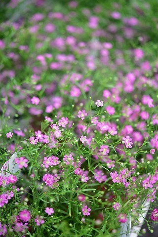 DSC_0143.jpg