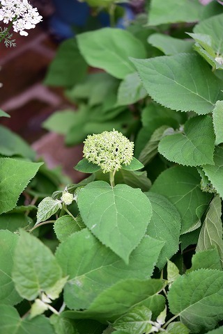 DSC_0157.jpg