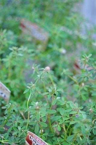 DSC_2935.jpg