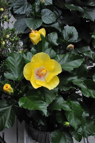 DSC_3861.jpg