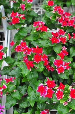 DSC_3866.jpg