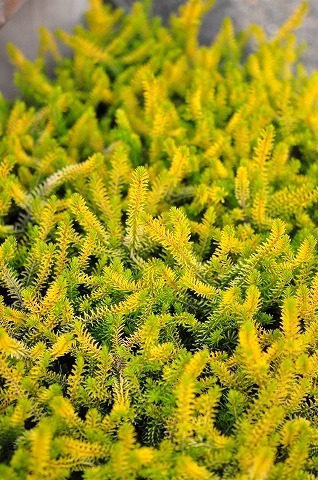 DSC_5483.jpg