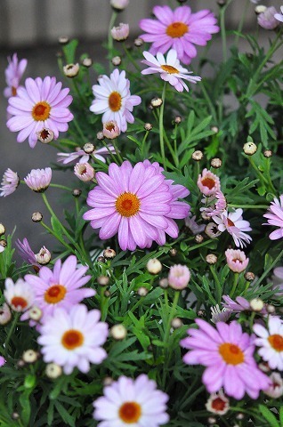 DSC_8037.jpg