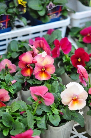 DSC_8040.jpg