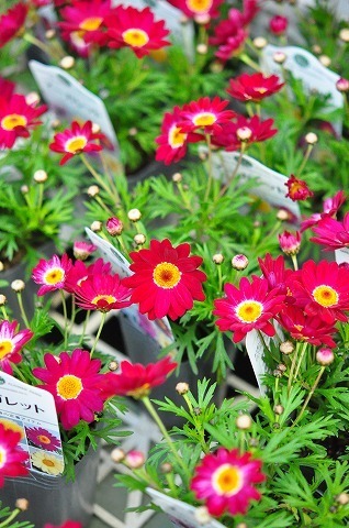 DSC_8045.jpg