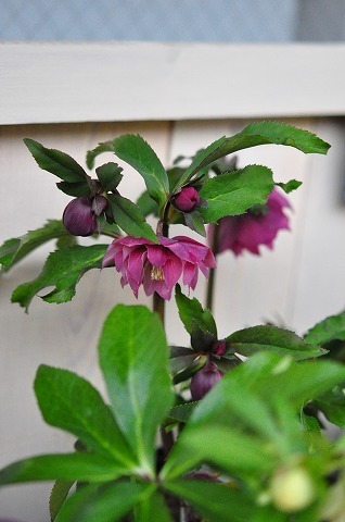 DSC_8175.jpg
