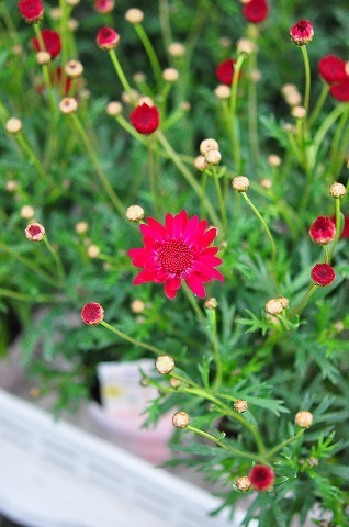 DSC_8901.jpg