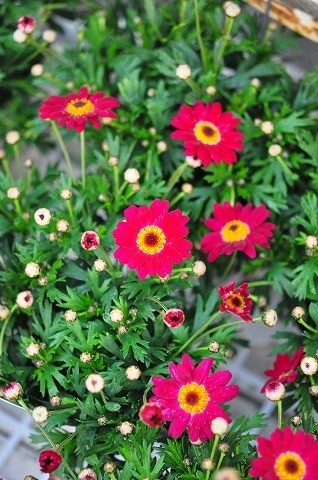 DSC_8903.jpg