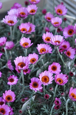DSC_8921.jpg