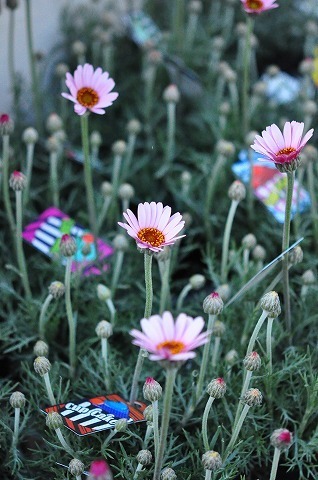 DSC_8925.jpg