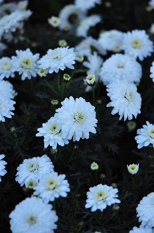DSC_8928.jpg