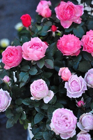 DSC_8930.jpg