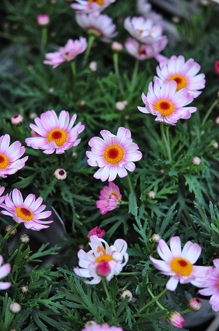 DSC_8939.jpg
