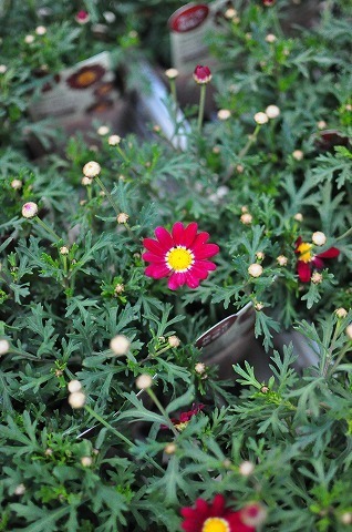 DSC_0283.jpg