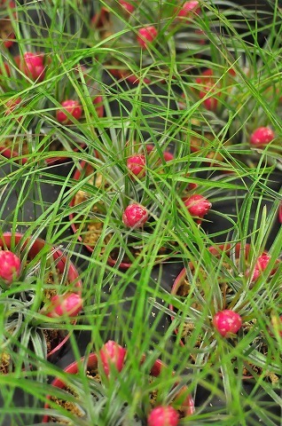 DSC_1076.jpg