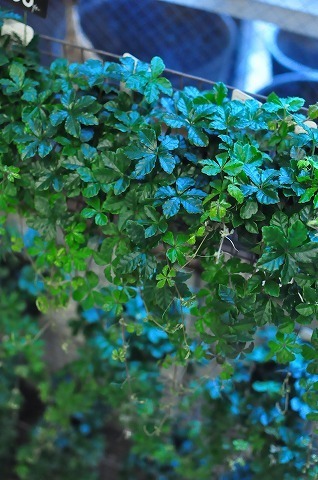 DSC_1077.jpg