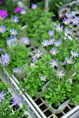 DSC_1424.jpg