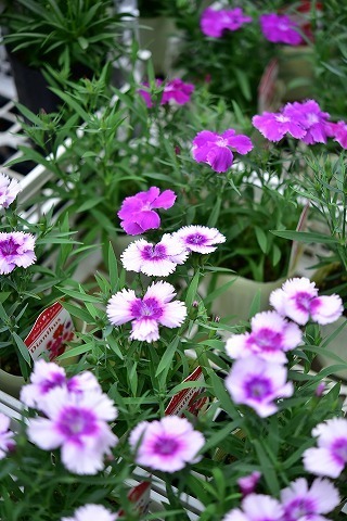 DSC_1433.jpg