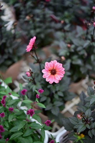 DSC_1464.jpg