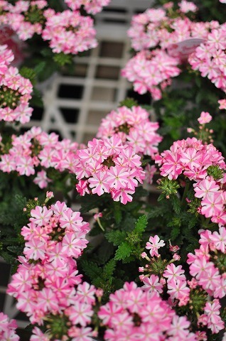 DSC_1650.jpg