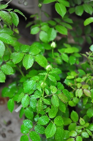 DSC_1983.jpg
