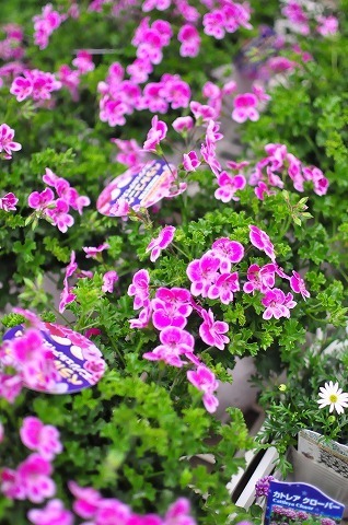 DSC_2010.jpg
