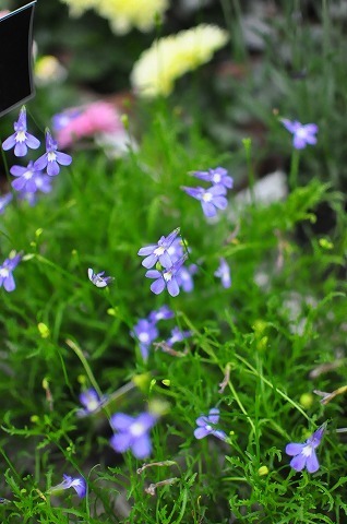 DSC_2021.jpg