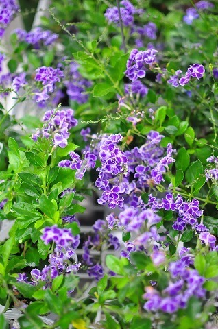 DSC_2022.jpg