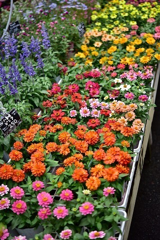 DSC_2081.jpg