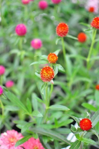 DSC_2580.jpg