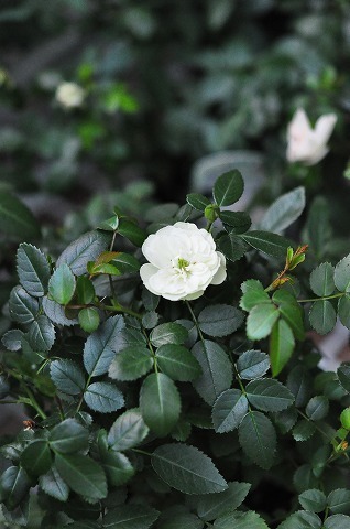 DSC_7465.jpg