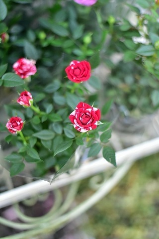 DSC_7483.jpg