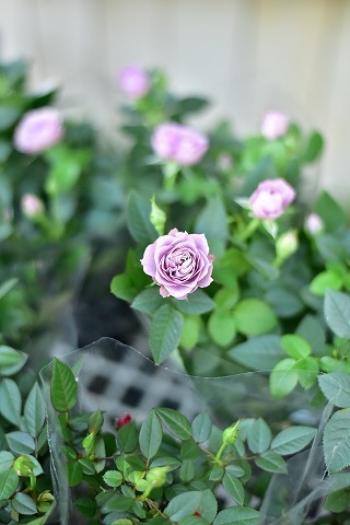 DSC_7484.jpg