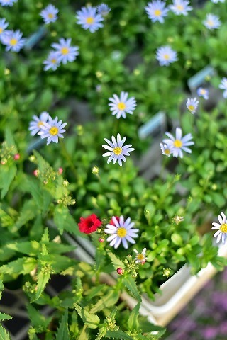 DSC_7489.jpg