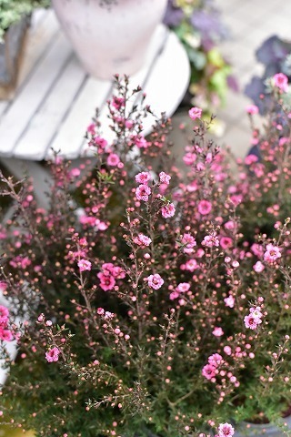 DSC_8701.jpg